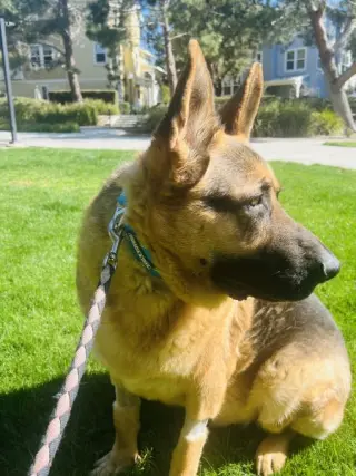 Gus