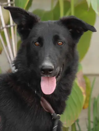 Meg March (Courtesy Post) - Adopt Me!