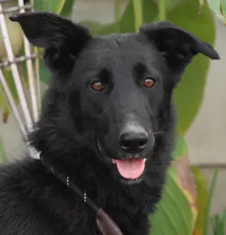 Meg March (Courtesy Post) - Adopt Me!