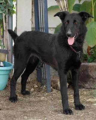 Meg March (Courtesy Post) - Adopt Me!