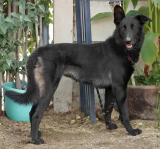 Meg March (Courtesy Post) - Adopt Me!