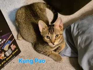 Kung Pao