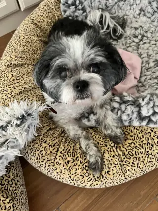 Princess
