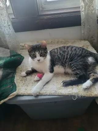 Poppy
