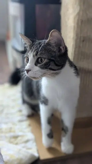 Poppy