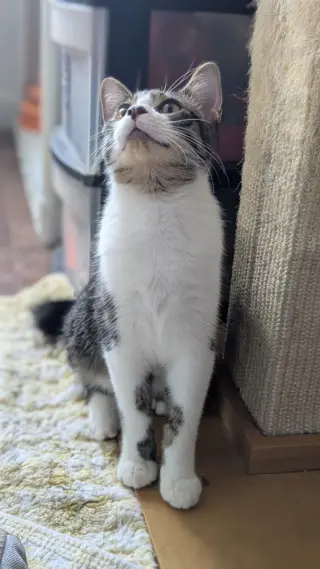 Poppy