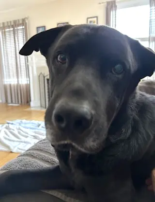 Boogie