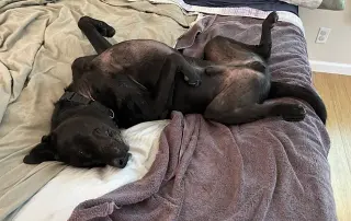 Boogie