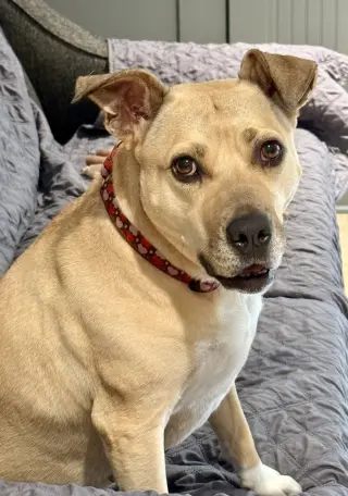 Maggie Moo