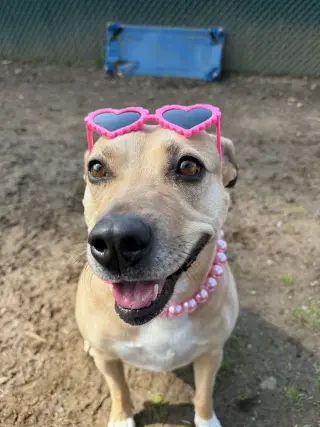 Maggie Moo