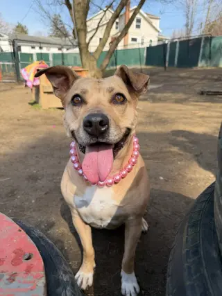 Maggie Moo