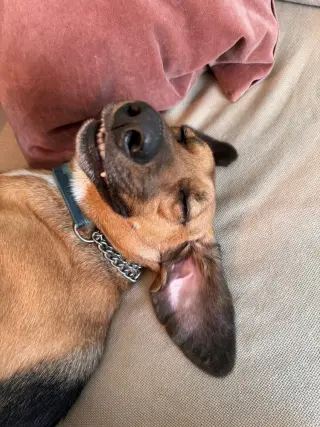 Buster Brown