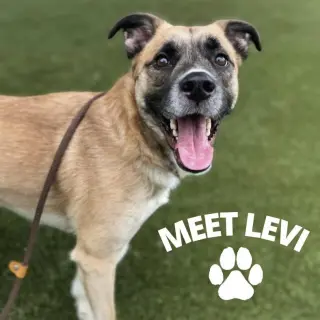 Levi