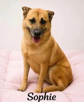 Sophie