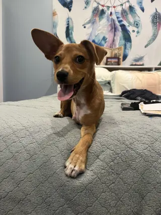 Maple