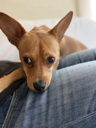 Maple
