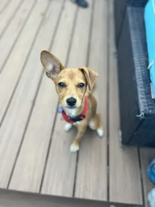 Maple