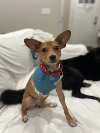 Maple