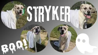 Stryker-Sponsored