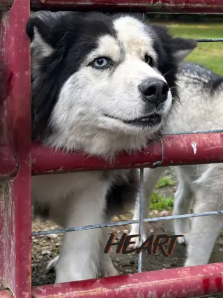 Hank