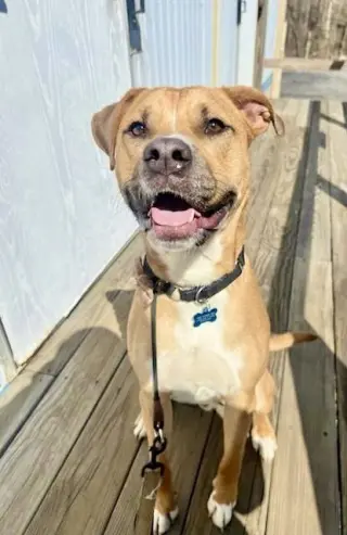 Chance (Cherry Litter)