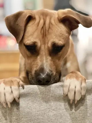 Chance (Cherry Litter)