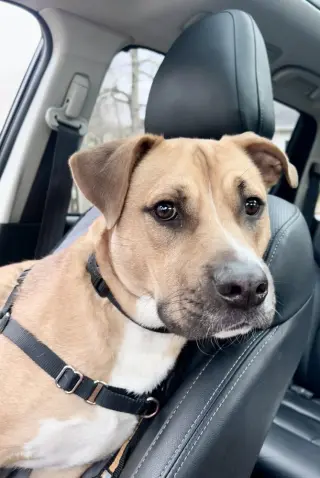 Chance (Cherry Litter)