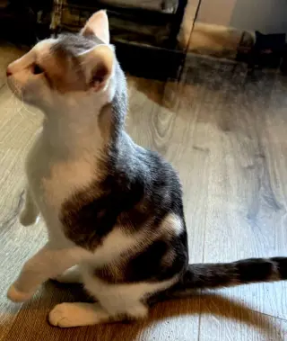 KITTEN GIZMO
