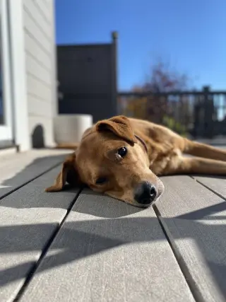 Averi