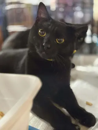 Precious