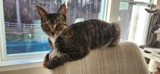 Eris