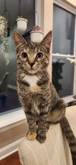 Eris
