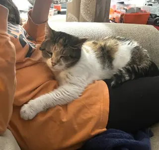 Alyce