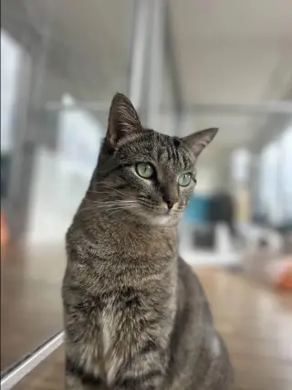 Bucatini