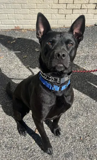 Dante