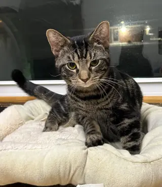 Hubub
