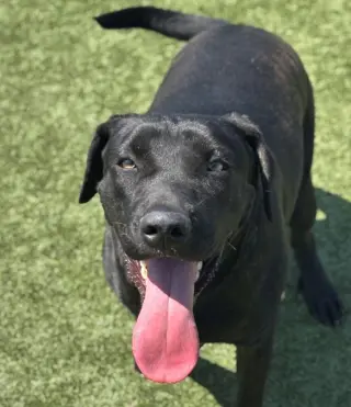 Maggie