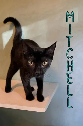 Mitchell