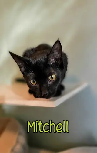 Mitchell