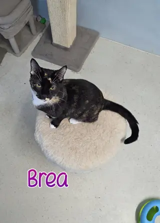 Brea