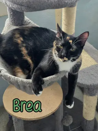 Brea