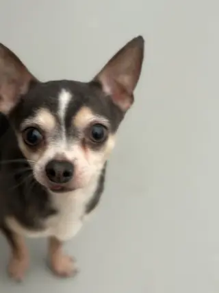 Ozzy #6757