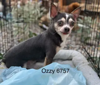 Ozzy #6757