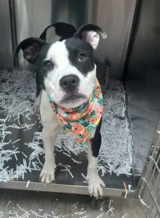 Lilith aka Lily