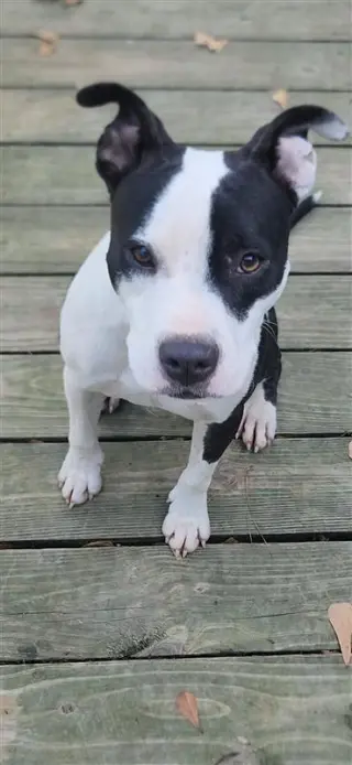 Lilith aka Lily