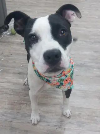 Lilith aka Lily