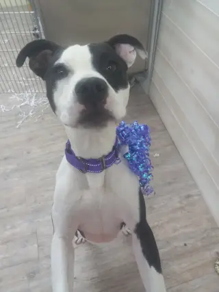 Lilith aka Lily