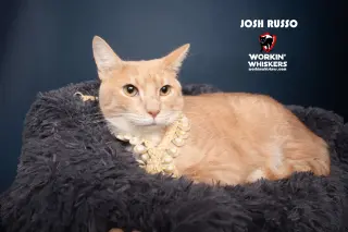 JOSH RUSSO