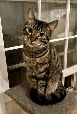 Mr. Bones