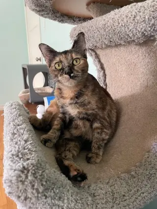 Ember